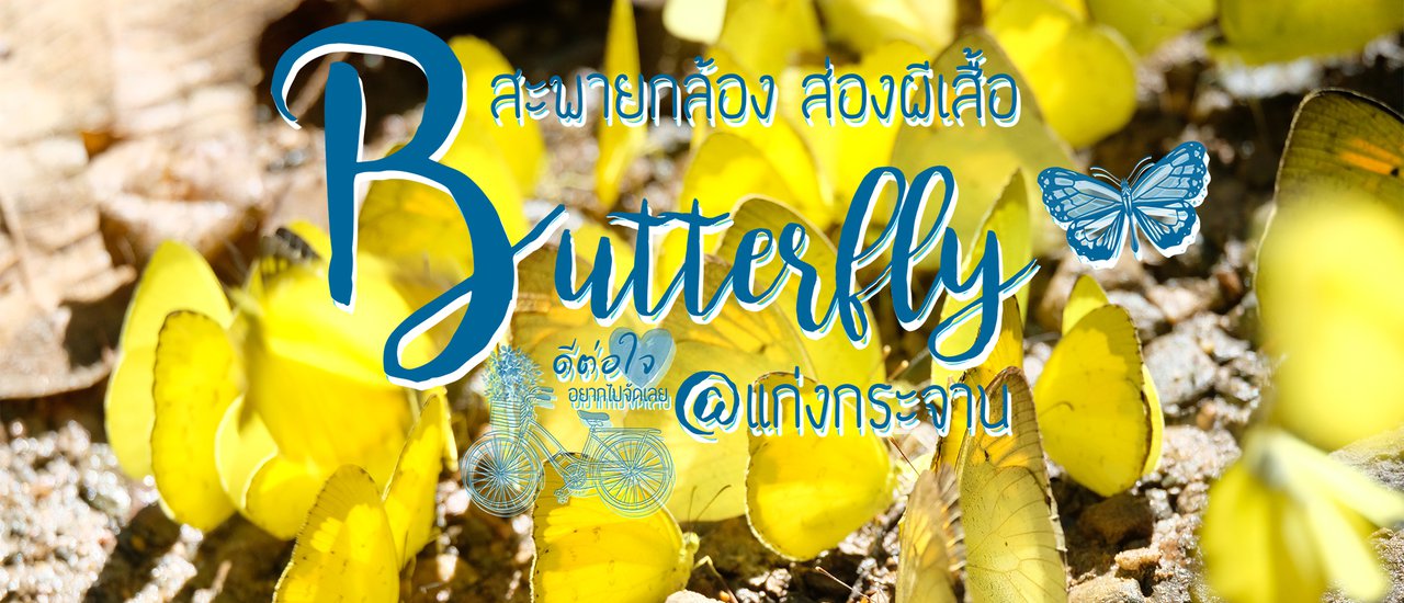 cover สะพายกล้อง ส่องผีเสื้อ ที่แก่งกระจาน เพชรบุรี