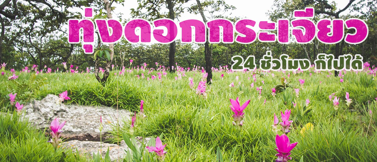 cover Traveling to Krachiew Flower Field and Enjoying Pa Hin Ngam National Park in 24 Hours :)
