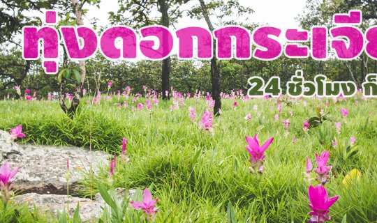 cover Traveling to Krachiew Flower Field and Enjoying Pa Hin Ngam National Park in 24 Hours :)