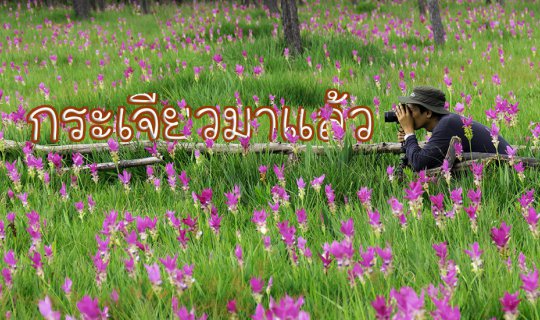 cover อัพเดทดอกกระเจียว ปี 60 บานเต็มที่แล้วนะ