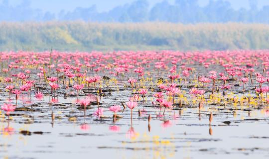 cover หมอยา พาเที่ยว ท่องเที่ยวไทย “วันธรรมดา เที่ยวทะเลบัวแดง” จังหวัดอุดรธานี