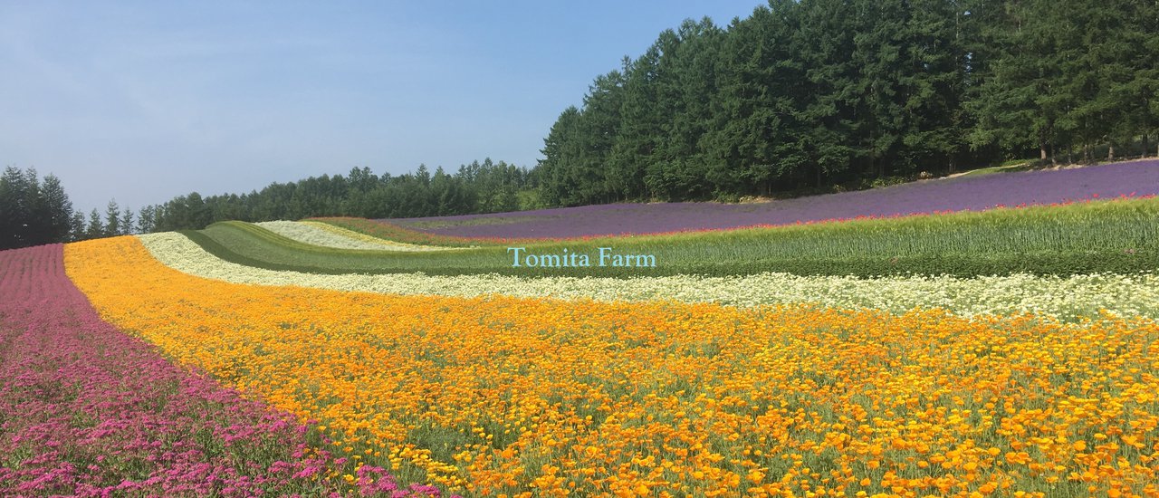 cover โทมิตะฟาร์ม Tomita Farm