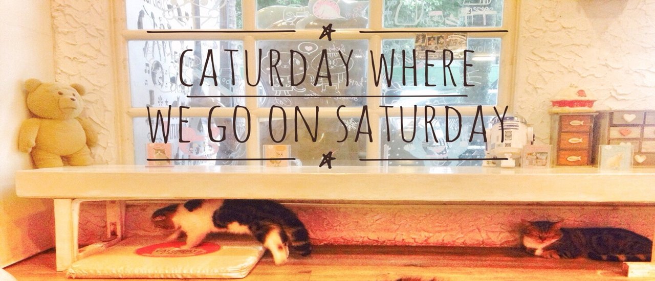 cover Caturday where we go on Saturday คาเฟ่แมวมุ้งมิ้งใกล้บีทีเอส