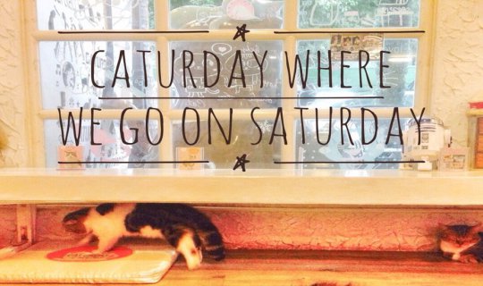 cover Caturday where we go on Saturday คาเฟ่แมวมุ้งมิ้งใกล้บีทีเอส