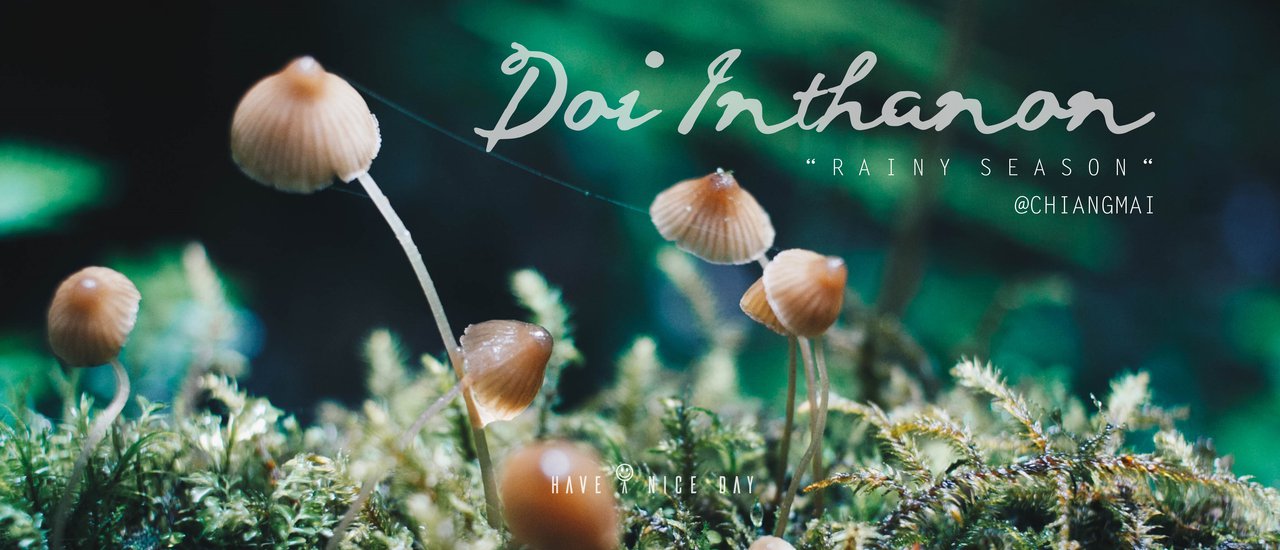 cover ฝนมา..ป่าร้องเพลง @ดอยอินทนนท์ one day trip