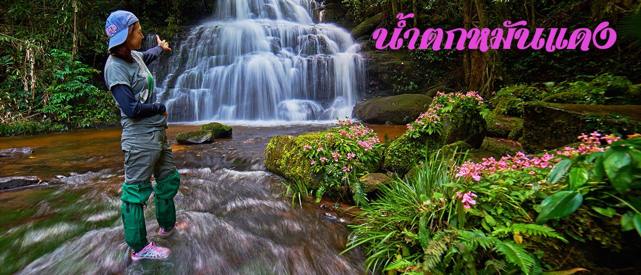cover น้ำตกหมันแดง อช ภูหินร่องกล้า หนึ่งเดียวที่ ผสานดอกไม้กับน้ำตก พบกันได้แค่ปีละครั้ง