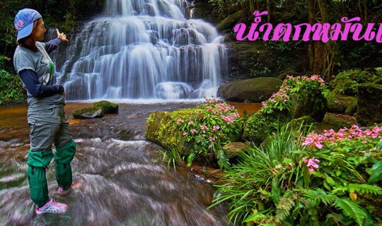 cover น้ำตกหมันแดง อช ภูหินร่องกล้า หนึ่งเดียวที่ ผสานดอกไม้กับน้ำตก พบกันได้แค่ปีละครั้ง