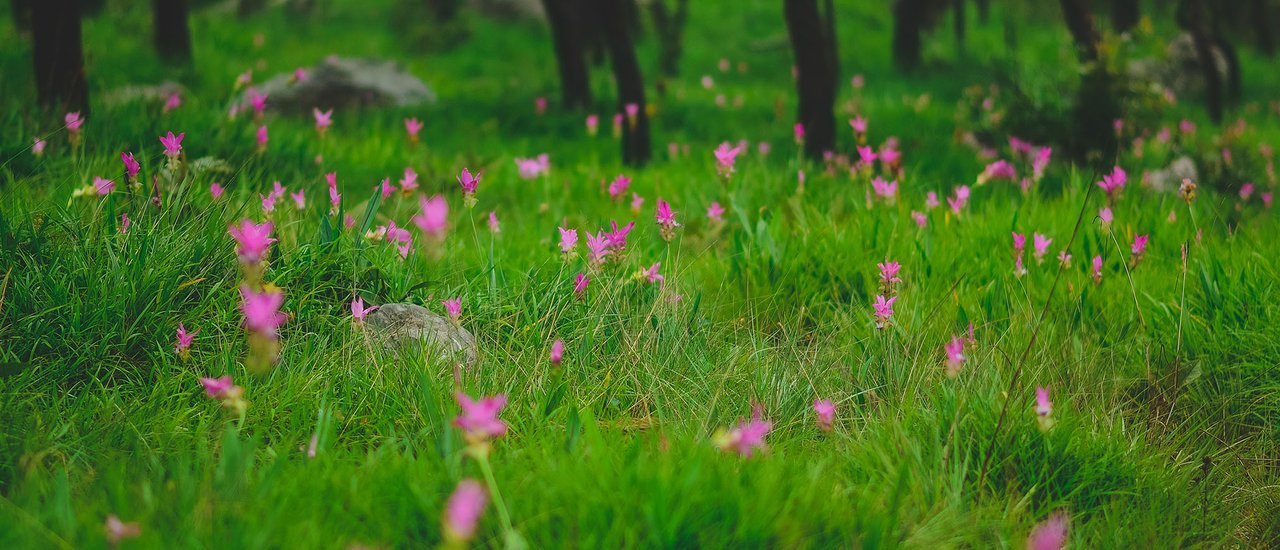 cover Maikeebaht l Dok Krachiao (Siam tulip) Field in Pa Hin Ngam and this comes to the end of my camera...