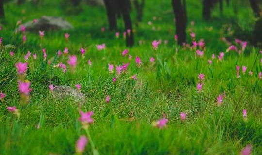 cover Maikeebaht l Dok Krachiao (Siam tulip) Field in Pa Hin Ngam  and this comes to the end of my camera...