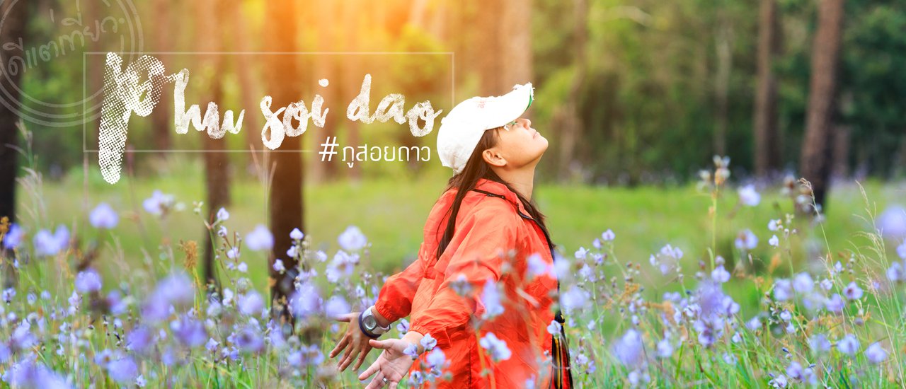 cover The Charm of Forest in Rainy Season at Phu Soi Dao