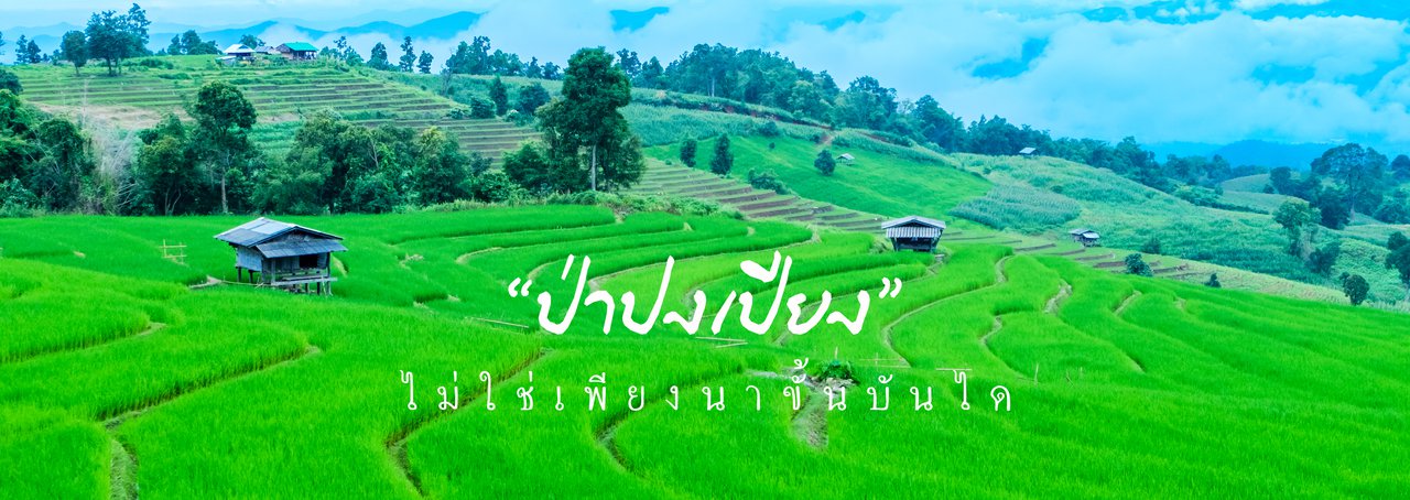 cover ป่าปงเปียง🌾..ไม่ใช่เพียงนาขั้นบันได