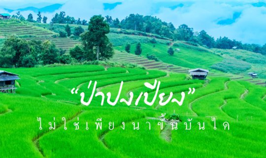 cover ป่าปงเปียง🌾..ไม่ใช่เพียงนาขั้นบันได