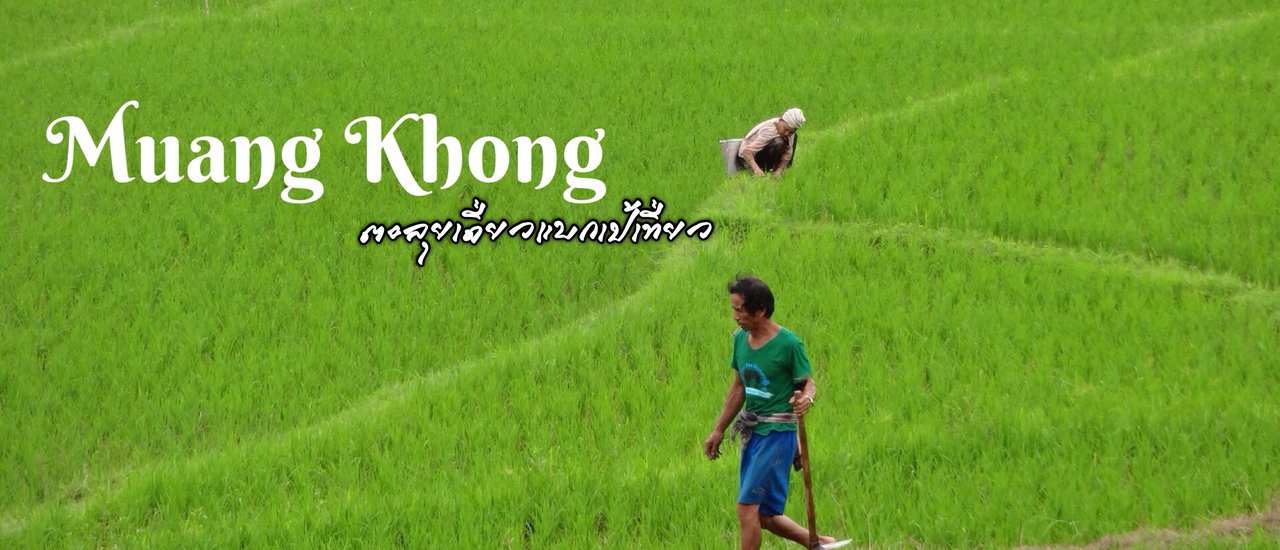 cover เมืองคอง ต้องลอง (มาเสพ) เอง