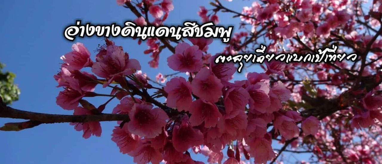 cover อ่างขางดินแดนสีชมพู