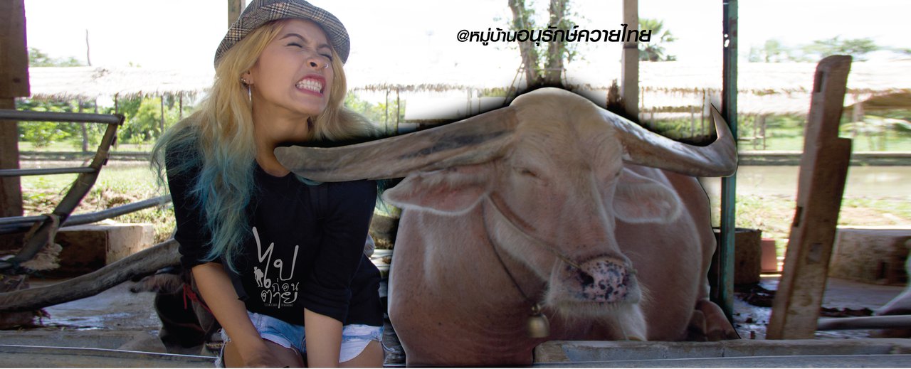 cover ความ ควาย ควาย ณ หมู่บ้านควาย สุพรรณบุรี