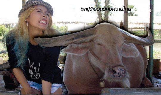cover ความ ควาย ควาย ณ หมู่บ้านควาย สุพรรณบุรี