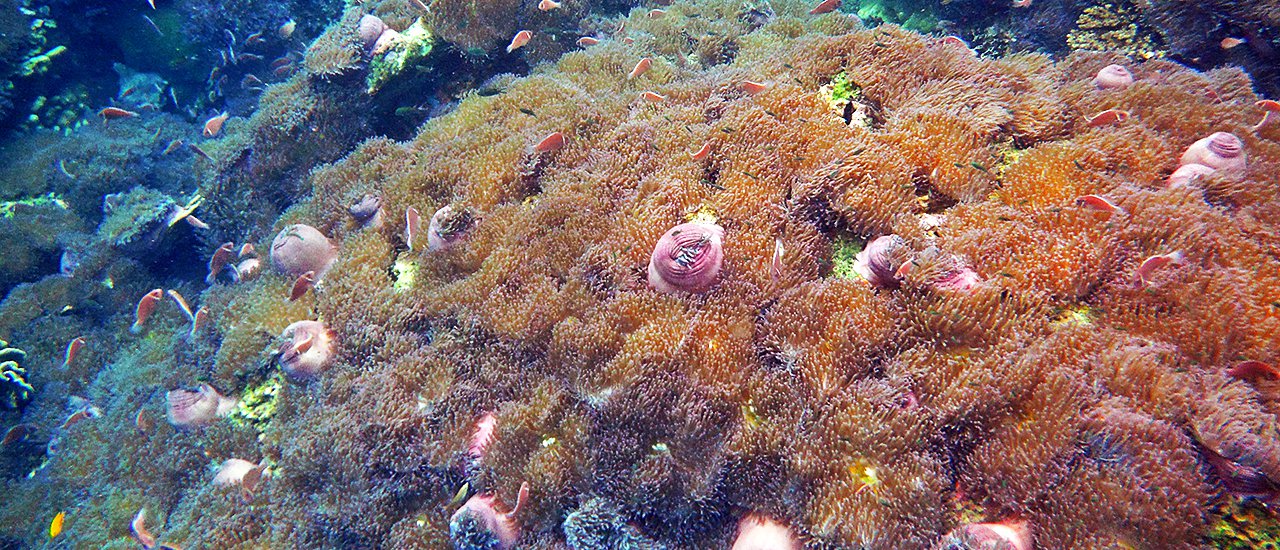 cover A Must-Visit  "Underwater Flower Garden" @ Chumphon