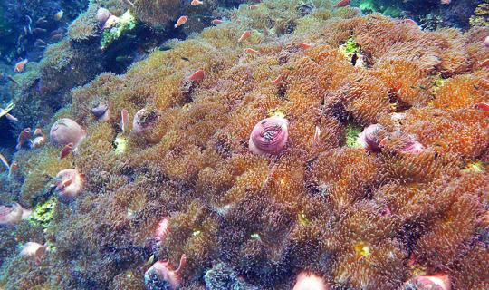 cover A Must-Visit  "Underwater Flower Garden" @ Chumphon