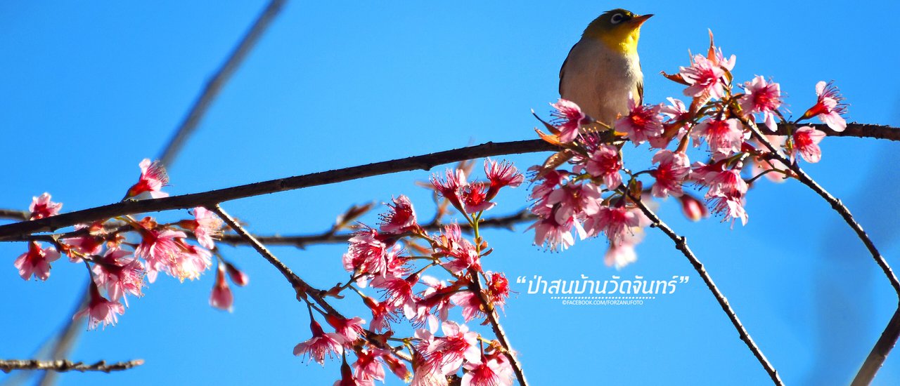 cover 5 Sweet Memories .. My Shambhala in Thailand .. At Baan Wat Chan, Amphoe Kallayaniwattana, Chiang Mai
