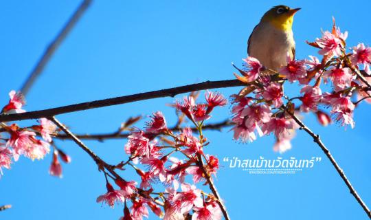 cover 5 Sweet Memories .. My Shambhala in Thailand .. At Baan Wat Chan,  Amphoe Kallayaniwattana, Chiang Mai