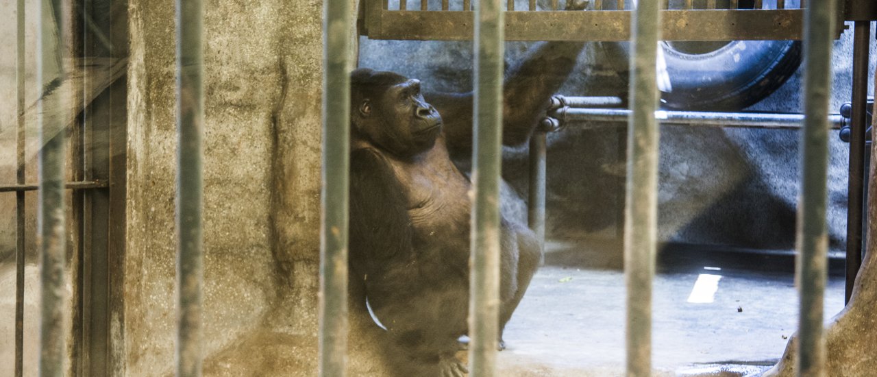 cover บุกพาต้า ตามล่าคิงคอง ณ สวนสัตว์พาต้า