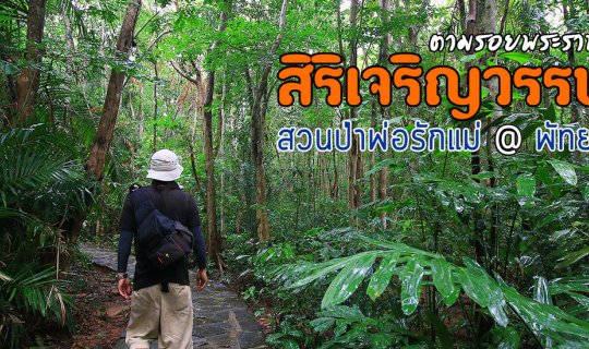 cover ตามรอยพระราชา : โครงการป่าสิริเจริญวรรษ อันเนื่องมาจากพระราชดำริ