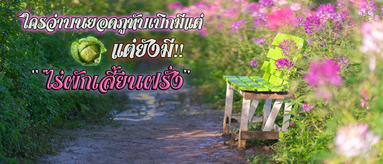 cover ใครว่าบนยอดภูทับเบิกมีแต่ไร่กะหล่ำปลี แต่ยังมี !! “ไร่ผักเสี้ยนฝรั่ง” ด้วย