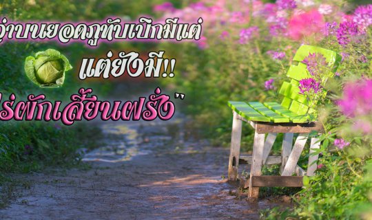 cover ใครว่าบนยอดภูทับเบิกมีแต่ไร่กะหล่ำปลี แต่ยังมี !! “ไร่ผักเสี้ยนฝรั่ง” ด้วย