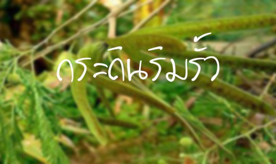 cover กระถินริมรั้ว