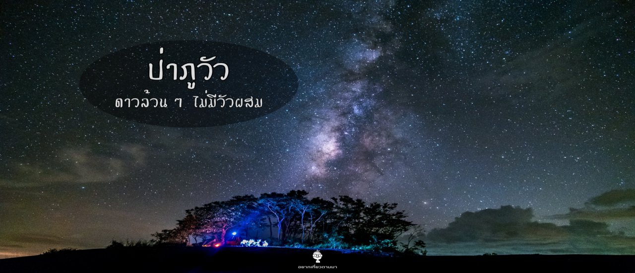 cover ป่ า ภู วั ว ✩✭✩ ดาวล้วน ๆ . . ไม่มีวัวผสม ✩✭✩