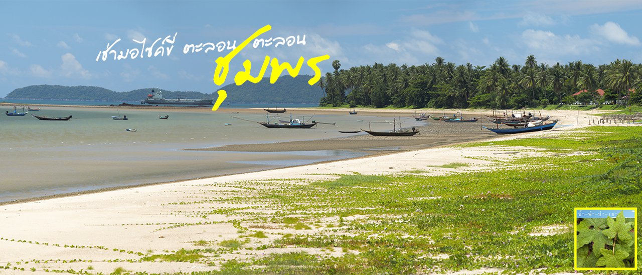 cover Renting a Scooter and Let's... Scooting... Around... 【Chumphon】