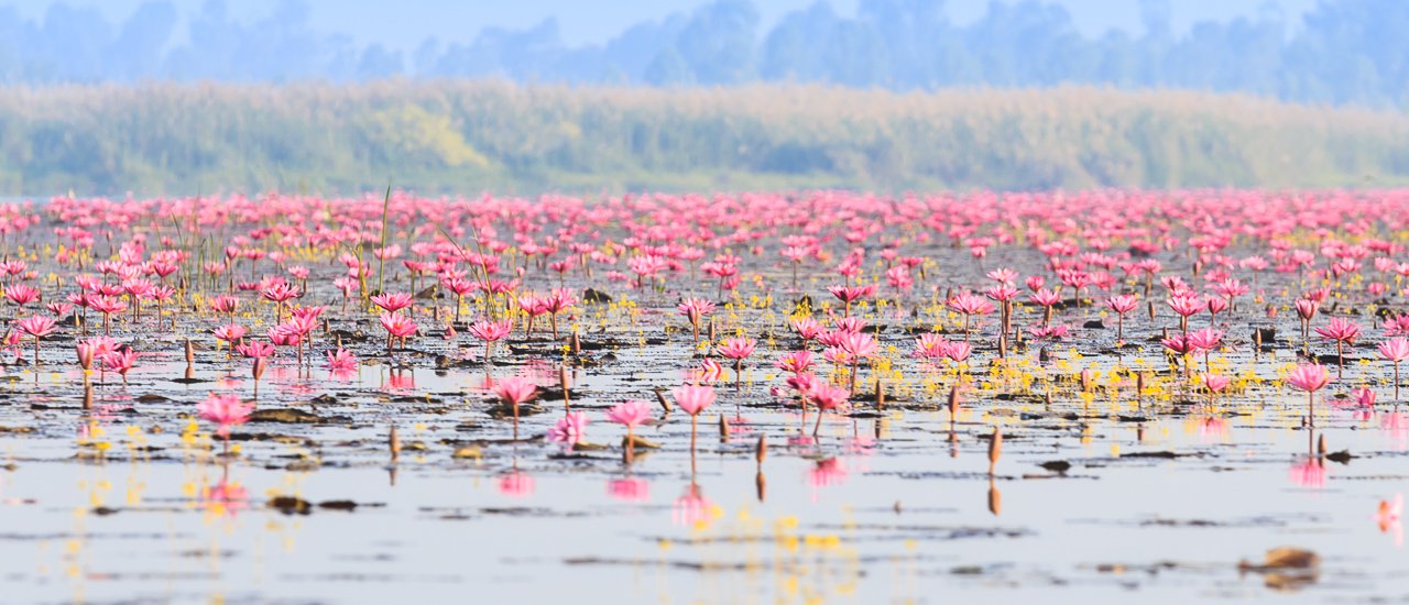 cover Pharma Traveler "Ordinary Day at Talay Bua Daeng", Udon Thani