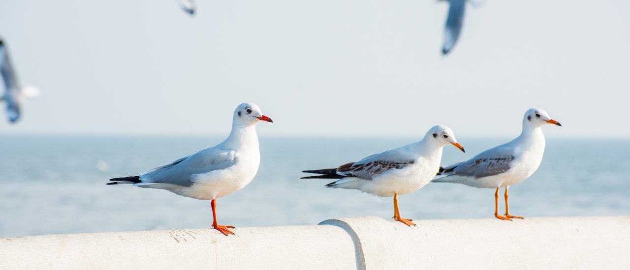 cover กินอาหารทะเล ดูนก ที่บางปู กับชะนีน้อย อัพเดตล่าสุด2017