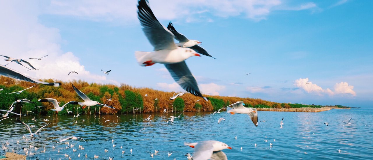 cover ไปบางปู..ไปดูนก