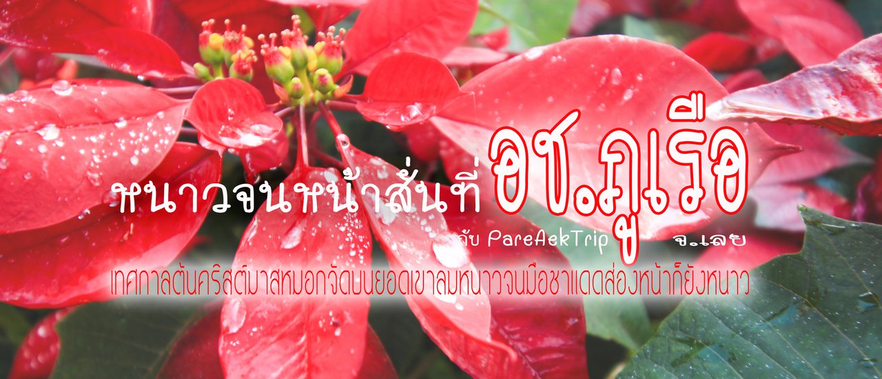 cover ไปหนาวกันที่ อช.ภูเรือ กับ "PareAekTrip"