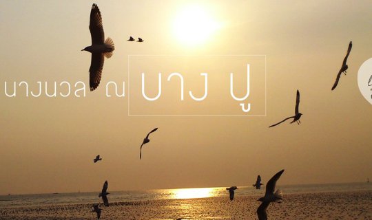cover นางนวล ณ บางปู