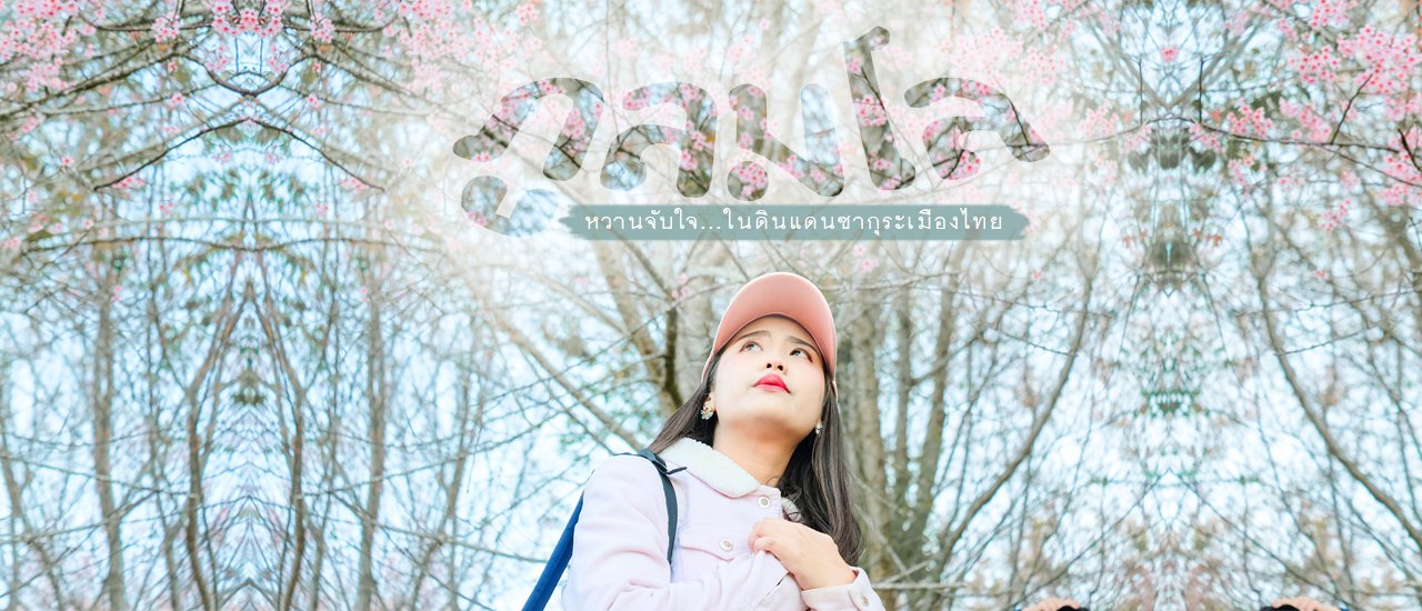 cover ชมพูบานกลางหุบเขา 🌸 ภู ล ม โ ล 🌸 หวานจับใจในดินแดนซากุระเมืองไทย