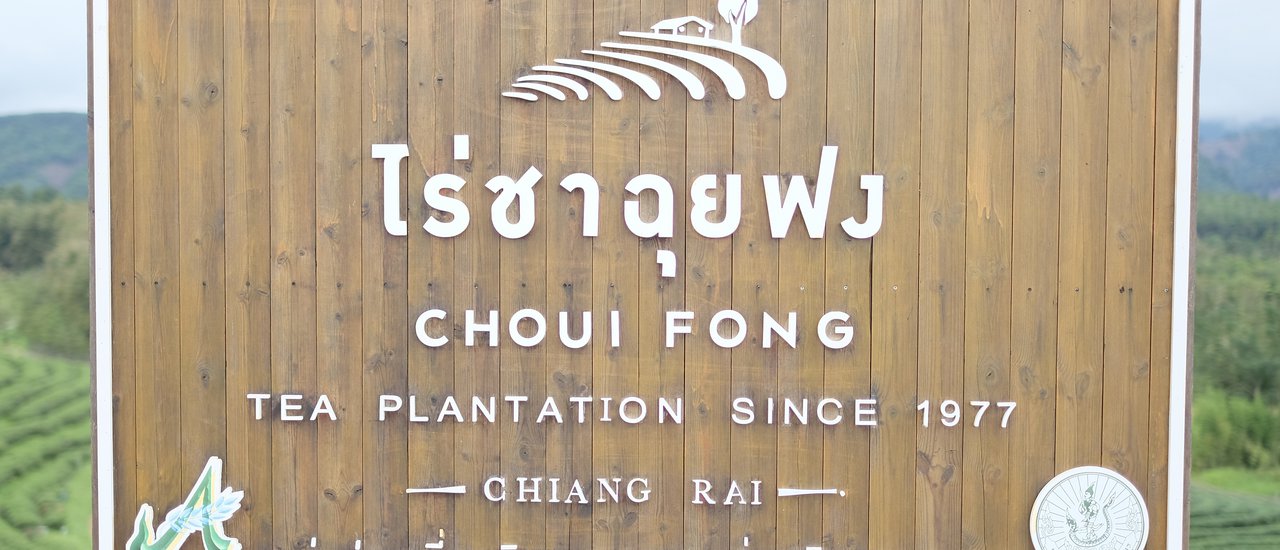 cover ไร่ชาฉุยฟง อ.แม่จัน ความงดงามของการปลูกชาวนตามไหล่เขา