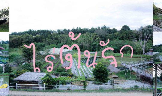 cover ไร่ต้นรัก ไร่สตรอเบอรี่บรรยากาศดี อ.ปัว จ.น่าน