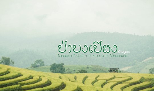 cover ป่าบงเปียง ที่พักหลักร้อย วิวหลักล้าน