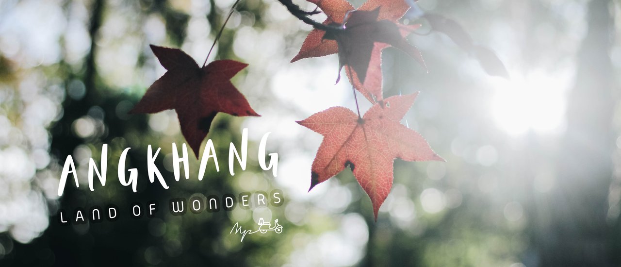 cover ใบไม้เปลี่ยนสีที่.."ดอยอ่างขาง" 🍁 Autumn in Ang Khang