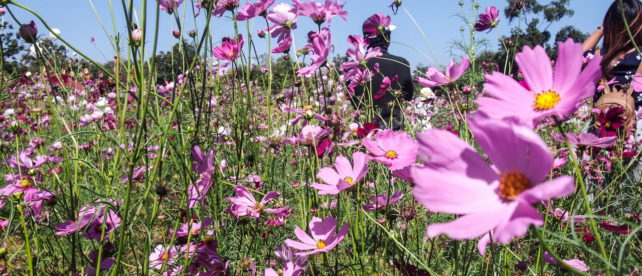 cover โคราชบ้านเอ็ง''งงงง''งงงง ไปตลาด 100 ปี เมืองย่า-อนุสาวรีย์ท้าวสุรนารี-สวนสัตว์นครราชสีมา-เกษตร 100 ไร่