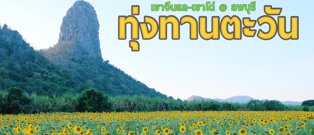cover ทุ่งทานตะวัน เขาจีนแล-เขาโด่ @ ลพบุรี