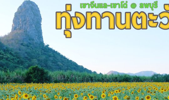 cover ทุ่งทานตะวัน เขาจีนแล-เขาโด่ @ ลพบุรี