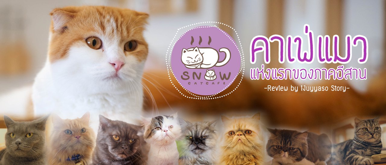 cover คาเฟ่แมวแห่งแรกของภาคอีสาน - SNOW CAT CAFE (มี VDO Review)