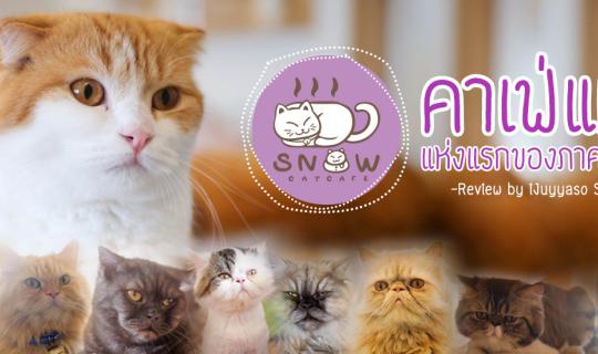 cover คาเฟ่แมวแห่งแรกของภาคอีสาน - SNOW CAT CAFE (มี VDO Review)