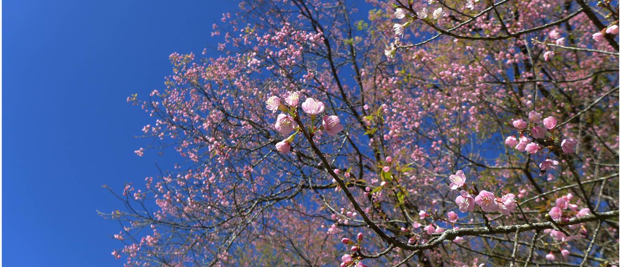 cover เชียงราย หลายภู ดูทะเลหมอก ส่องดอกพญาเสือโคร่ง เที่ยวสองโครงการหลวงฯ แค่ ๒ วัน ๑ คืน ก็ชิลได้