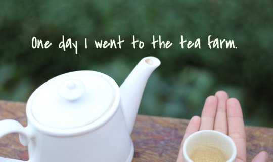 Cover ...วันหนึ่งฉันเดินเข้าไร่ชา ..@เจียงใหม่...