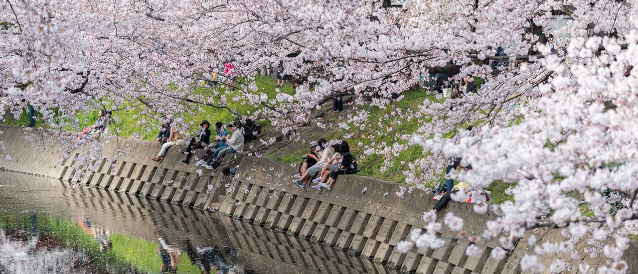 cover A 8-Day Sakura Memorable Journey in Japan