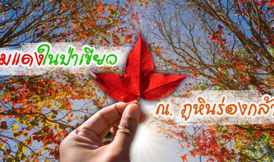 cover เมเปิ้ล พรมแดงในป่าเขียว ณ อุทยานแห่งชาติภูหินร่องกล้า